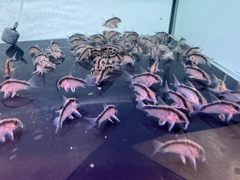 Corydoras Arcuatus Super Wild  5-6cm