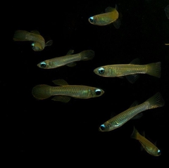 Cá Mắt đèn + trâm mắt đèn ( hàng nhập )