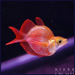 Táo đỏ gù size 4-5cm