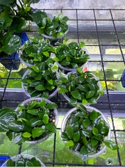 Cây : Ráy Nana Petit thái ( hộp tròn )