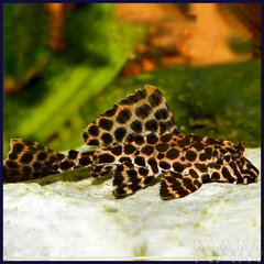 Tỳ bà beo to size