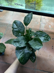 Cây : Ráy lá trung ( cốc )