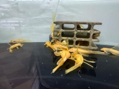 longfin size ss 11-12cm ( nhập )