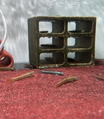 Cá Bống Blue Neon