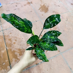 Cây ráy lá đốm