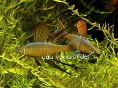 Cầu Vồng Vây dài