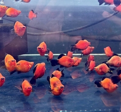 Mún Wang short cối (mún lửa)