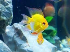 Phượng hoàng gold size cối