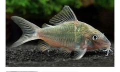 Chuột green sz 5cm