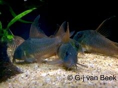 Chuột concolor size 4+