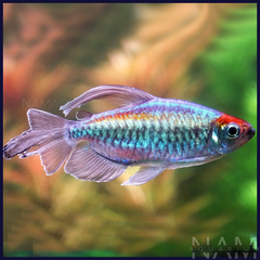 Congo tetra  ( size 7-8cm )