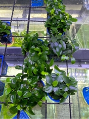 Cây : Ráy Nana nhiều ngọn ( cốc tròn )