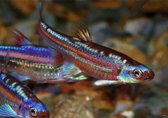 Bảo liên đăng