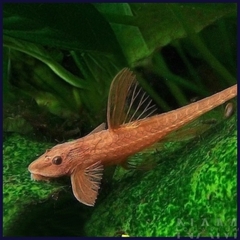 Trực thăng đỏ size 9-10cm