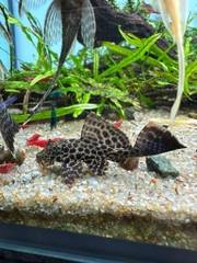 Tỳ bà beo size to