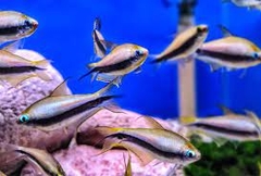 NEON HOÀNG ĐẾ ĐUÔI  KIẾM