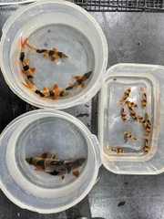 Chuột Mỹ sz 14-15cm