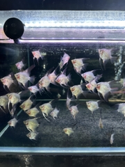 Cá thần tiên Paraiba