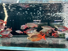 Trifas dài sz 8-9cm