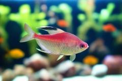 FLAMEBACK BLEEDING HEART TETRA WILD