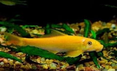 Bống vàng ăn rêu ( 6,5-7cm )