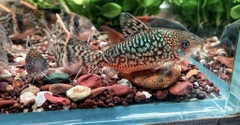 Corydoras Geyri