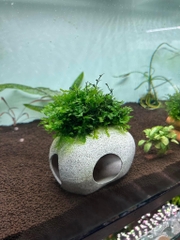 Cây : Dương xỉ châu phi ( bụi )