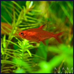 EMBER TETRA