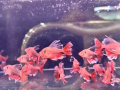 Hồng nhung vây dài nhập