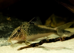Corydoras fowleri