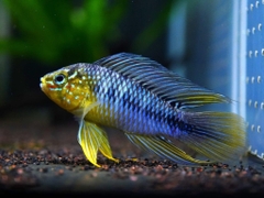 Phượng hoàng Boreli