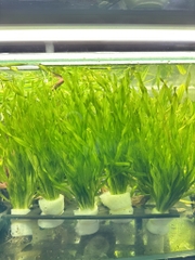 Cây : Hẹ Xoắn ( bó )