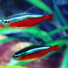 Neon vua siêu đỏ