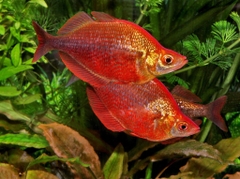 Táo đỏ dài size 8-9cm