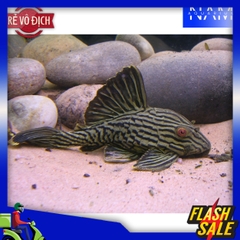 Pleco L190 size 10-12cm