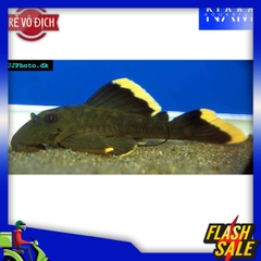 Pleco L47 11-12cm