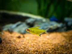 Cá Lemon Tetra