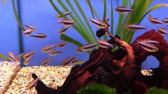 Bleeding blue tetra