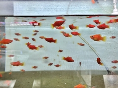 Cá mún hạt lựu