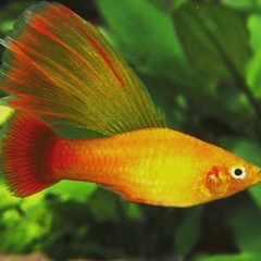 Mún kim tiền kì cao