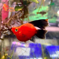 Mún Wang short ( kì cao )