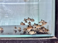 Chuột panda size to 4+cm