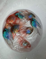 Phượng hoàng ngũ sắc vây dài