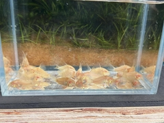 Chuột Stebai Abino size cối