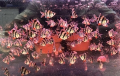 Cá Xecan tiger short body