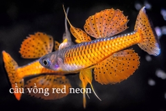 Cầu vồng red neon
