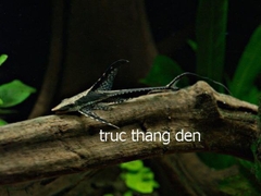 TRỰC THĂNG SIZE  8-9CM ăn rêu