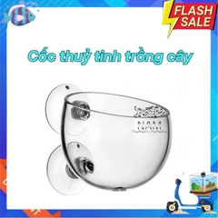Cốc Trồng Cây thuỷ tinh nhỏ