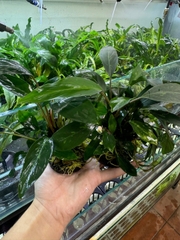 Cây ráy đốm giá thể