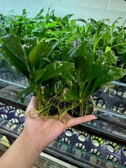 Cây ráy lá dài giá thể